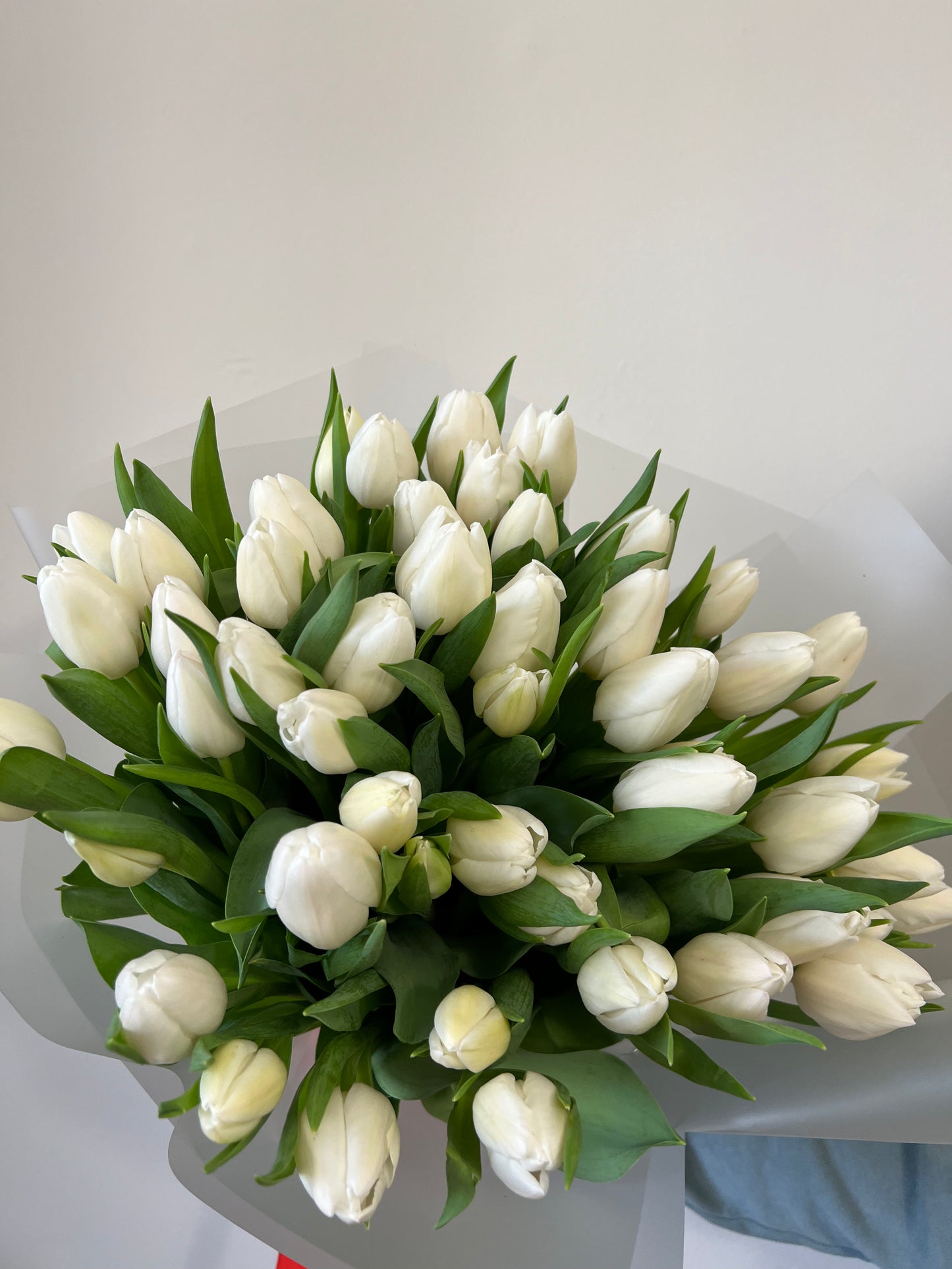 65 White Tulips