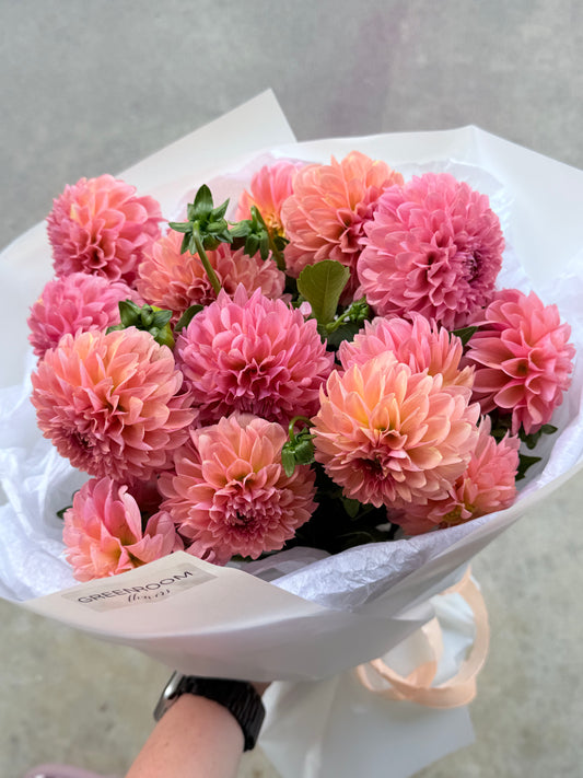 Peach Dahlia
