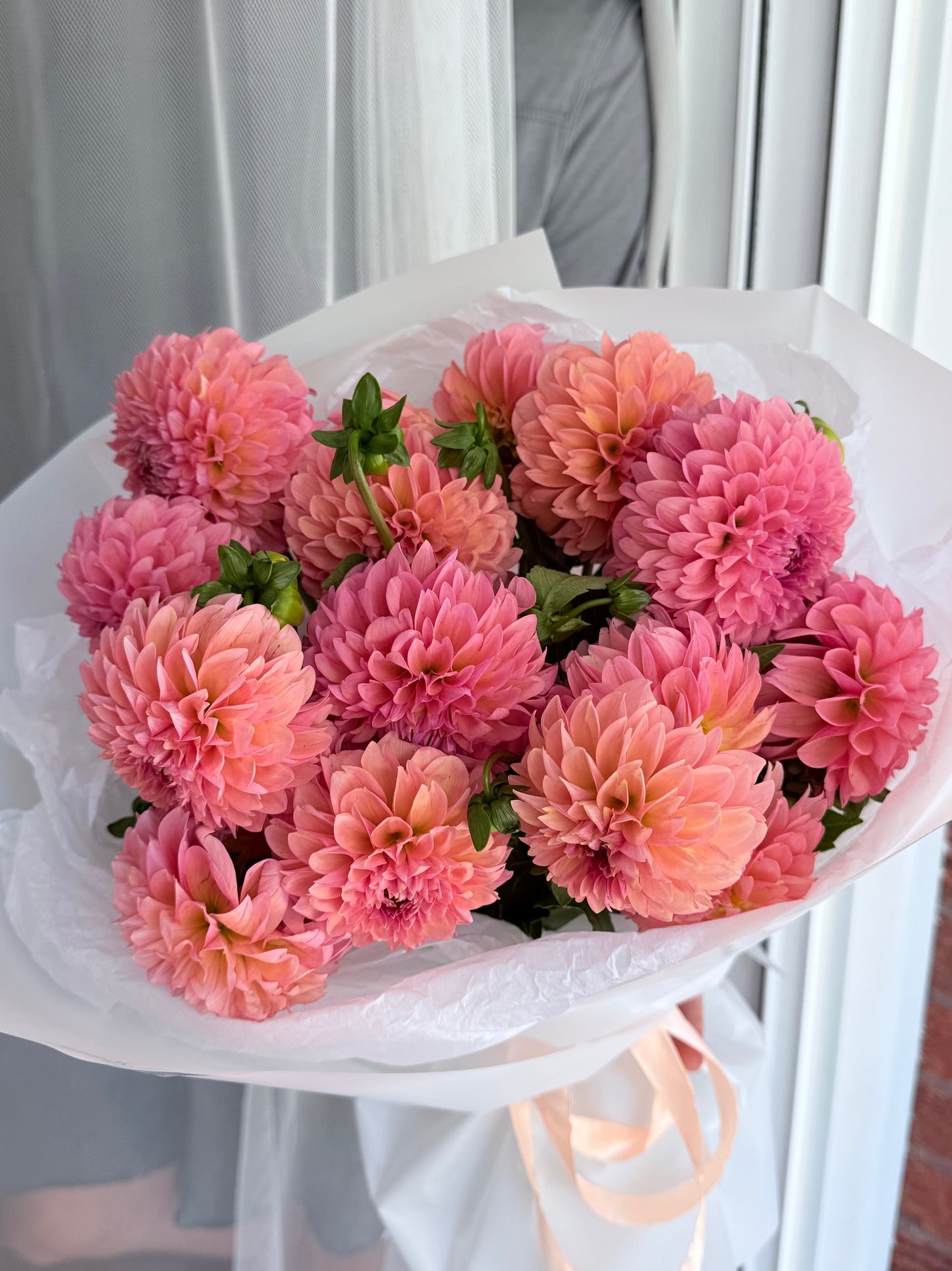 Peach Dahlia